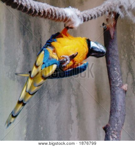 Vogel trucs