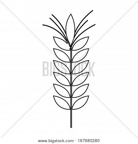 silhouette healthy wheat organ plant nutricious, vector illustration