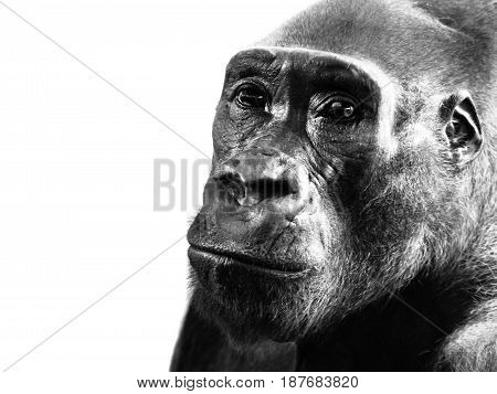 Close-up profile of lowland gorilla, Gorilla gorilla, isolated on white background. Black and white image.