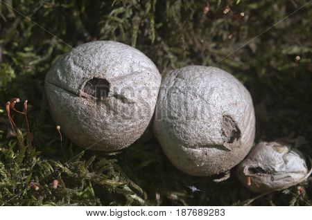 Puffball mushrooms on a stump - Lycoperdon pyriforme in a moss