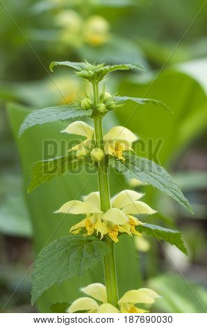 Yellow archangel plant flowers close up shot