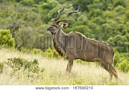 Large Kudu bull standing on a of a hill looking alert