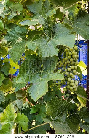 Grapes of fresh and green grapes on a branch in the garden