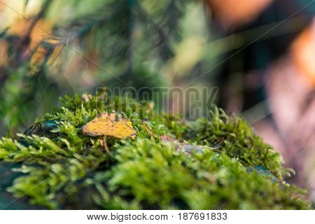 Yellow swallows and fresh green moss on a blurry image