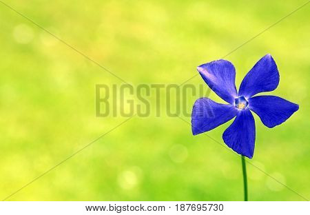 yellow and green background with one blue flower greeting card