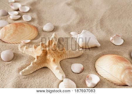 Sea beach sand background with seashells and starfish top view. Natural seashore textured surface