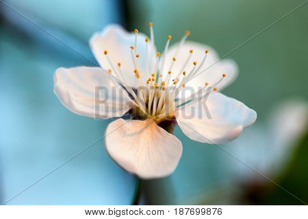 Cherry white flowers on a tree branch. Flowering season. Selective focus