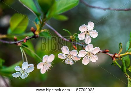 Cherry white flowers on a tree branch. Flowering season. Selective focus