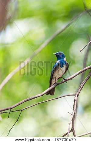 Bird (blue-and-white Flycatcher) On A Tree