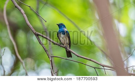 Bird (blue-and-white Flycatcher) On A Tree