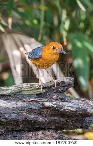 Bird (orange-headed Thrush) In A Wild