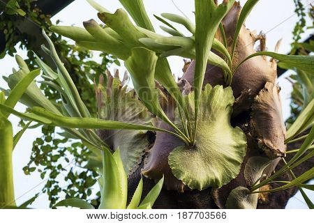 Tropical fern parasite plant Platycerium Holttumii nature chandelier