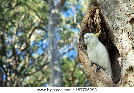 Australian Sulfur-crested Cockatoo, Cacatua galerita, perched in a hollow in a Broad Leaved Paperbark tree, Melaleuca quinquenervia, in Centennial Park, Sydney, Australia