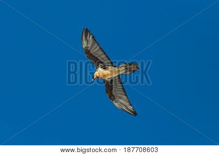 Portrait of flying adult bearded vulture (Gypaetus barbatus) with blue sky