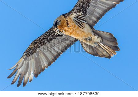 portrait of natural flying adult bearded vulture (Gypaetus barbatus) with blue sky