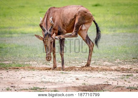 Red Hartebeest Scratching Itself.