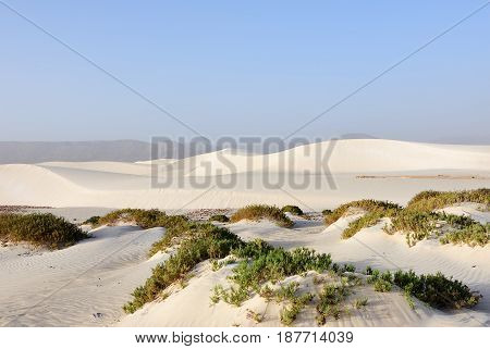Big white sand dunes at Aomak beach at sunset Socotra island Yemen. The protected area of Aomak beach Gulf of Aden Arabian Sea center of unique biodiversity