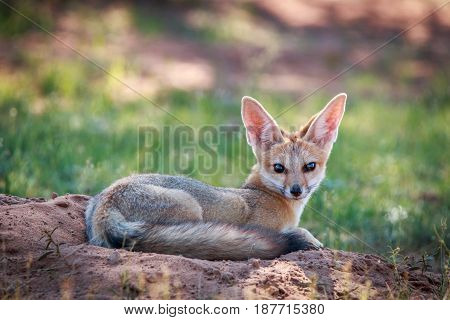Cape Fox Laying Down In The Sand.