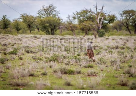 Kori Bustard Displaying In The Kgalagadi.