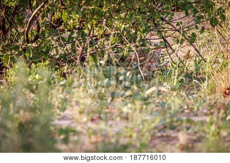 African Wild Cat Hiding In The Bushes.