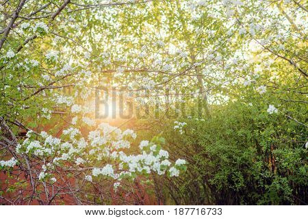Beautiful Spring Flowers Banner. Spring Blossom. Flower Blossoming At Spring Time, Floral Background