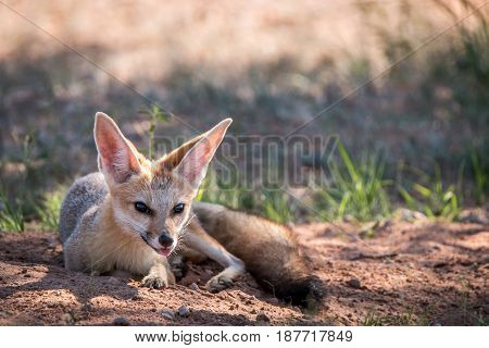 Cape Fox Laying In The Sand In Kgalagadi.