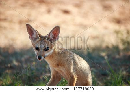 Cape Fox Starring At The Camera.