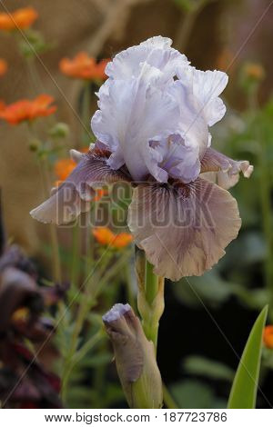 flower multicolored iris blossomed between the leaves in the gardenflower iris