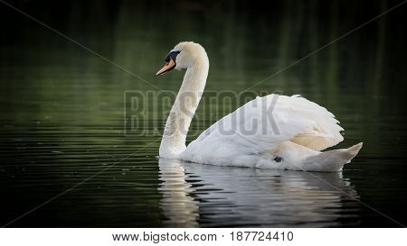 Beautiful Mute Swan (Cygnus olor) swimming in river.