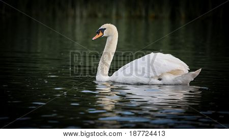 Beautiful Mute Swan (Cygnus olor) swimming in river.