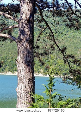 Pine against the blue lake Abrau. Closeup. Novorossiysk, Black sea, Russia