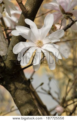 a white magnolia stellate blossomed on the branch