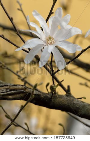 a white magnolia stellate blossomed on the branch