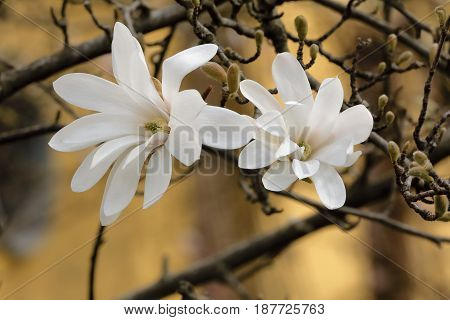a white magnolia stellate blossomed on the branch