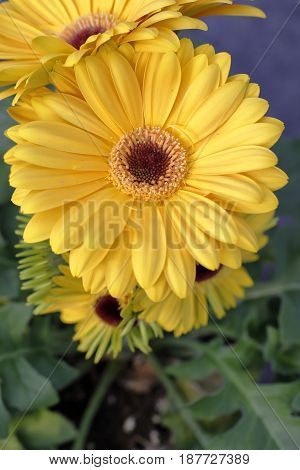 Clos-up of a newly blooming yellow gerbera flower