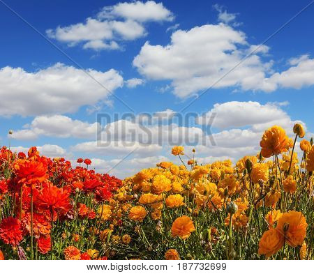 The kibbutz in the south of Israel. Fluffy clouds over a field of blooming buttercups - ranunculus.  Concept of rural tourism and agrotourism