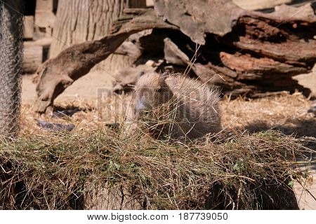 Capybara - Kapibara (Hydrochoerus hydrochaeris), the largest living rodent in the world