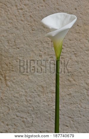 A calla zantedeschia with a wall for background