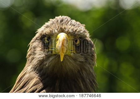 White-tailed eagle eagle sea look to the camera. Overlooked eagle look. (Haliaeetus albicilla)