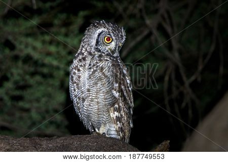 Spotted Eagle-owl Sitting In A Tree.