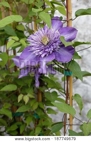 A purple clementis flower opens its petals