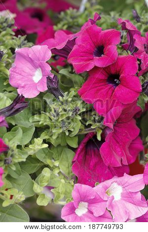 Colorful purple petunie flowers scent the garden
