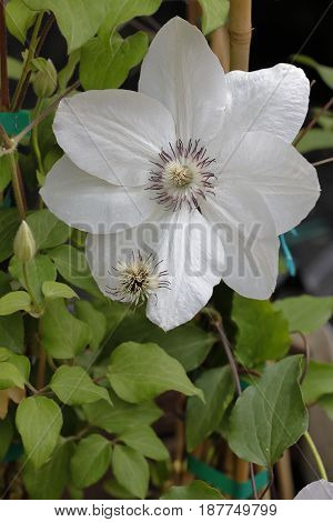 A white lower clementis opens its petals between the leaves