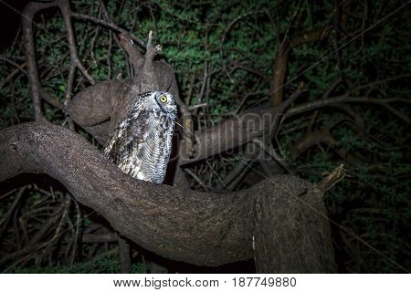 Spotted Eagle-owl Sitting In A Tree.