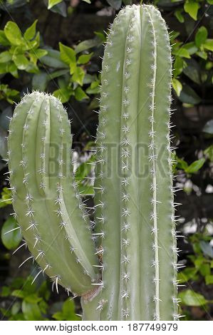 A classic succulent plant called polaskia kikipe