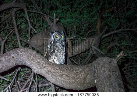 Spotted Eagle-owl Sitting In A Tree.