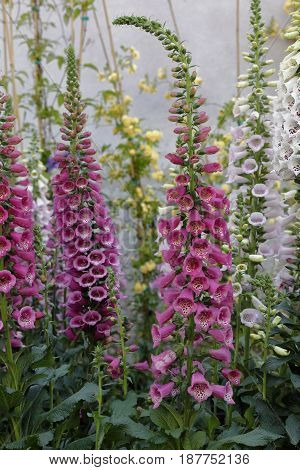 Digitalis Plant