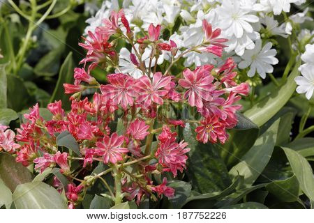 An orange and white lewisia plant in bloom