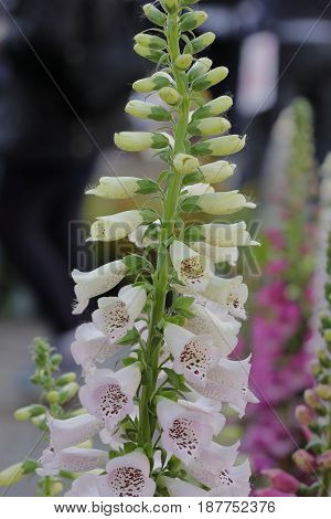 A digitalis plant is blooming in the garden