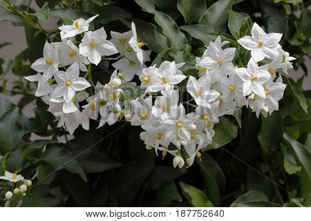 A white anemone flowered narcissiflora in the garden
